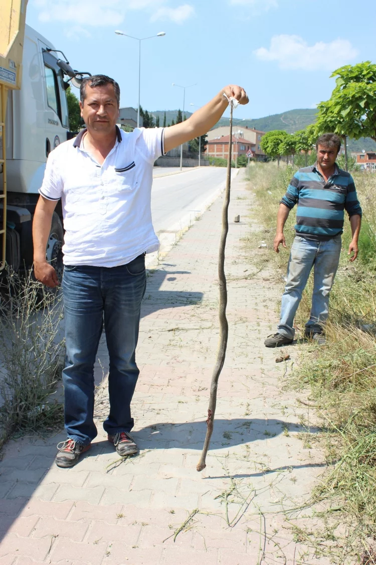 Belediye işçisinden yılan operasyonu
