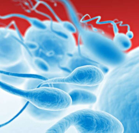 Sperm kalitesini arttıran besinler
