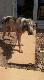 Yine bir köpeğe işkence yaptılar