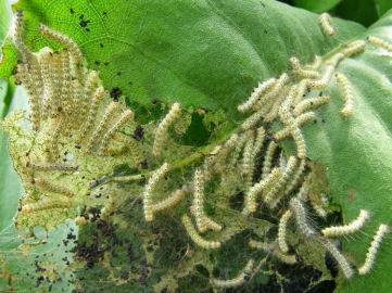 AMERİKAN BEYAZ KELEBEĞİ TIRTILARINA KARŞI DİKKAT