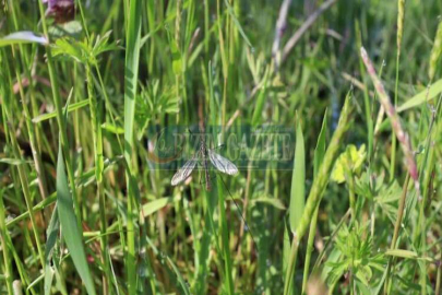 Çayır sineğine karşı bilgilendirme