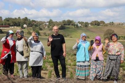 TIBBİ VE AROMATİK BİTKİLERİN HASADI BAŞLADI