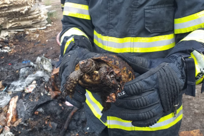 Yangından kurtarıldı suyla soğutuldu doğaya salındı