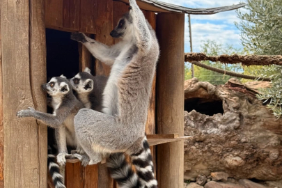 İzmir'de davranış zenginleştirme atölyesi