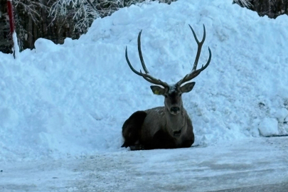 Karla kaplı Kuzuyayla’da kızıl geyik görüntülendi
