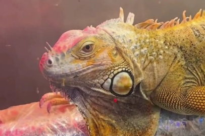 Samsun’da CITES operasyonu... 3 egzotik hayvana el konuldu