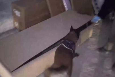 İstanbul'da hassas burun 'Leydi' operasyonda