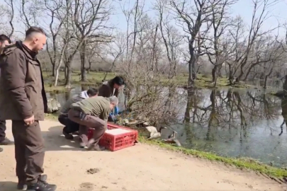 Bursa Karacabey’de yaban hayata özgürlük
