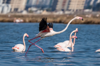 İzmir’de Flamingo Yolu turları bayramda da devam ediyor